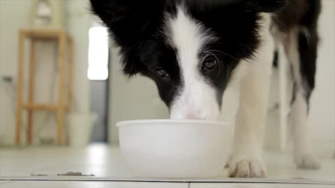 Funny dog happy to drink water