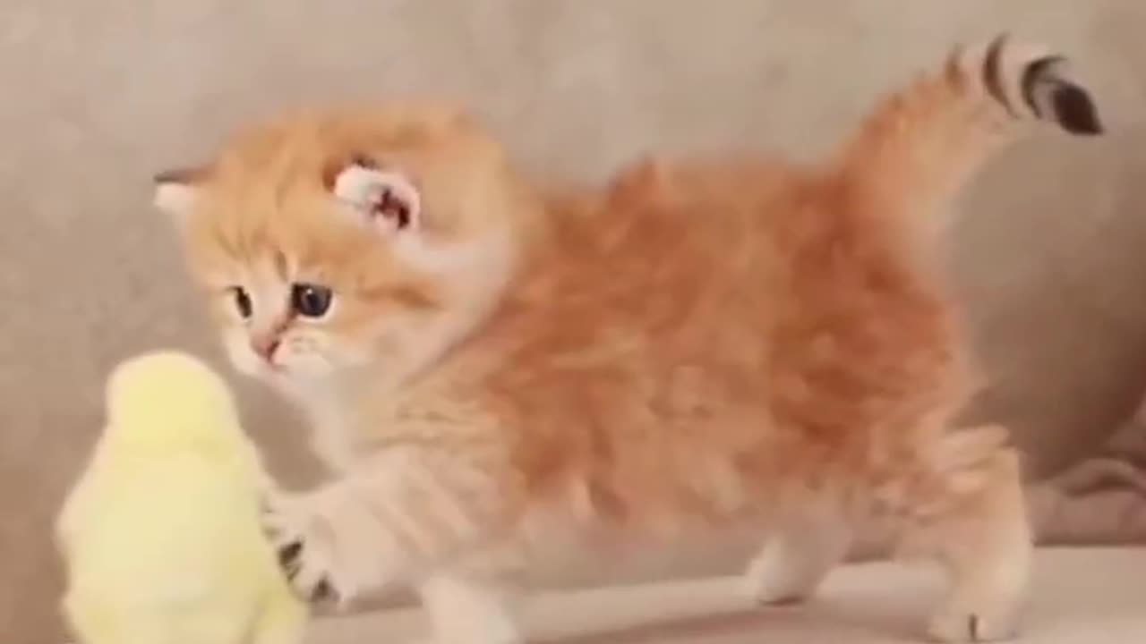 CUTE CATS ARE VERY ACTIVE