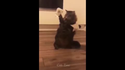 Cat funny movement with tap