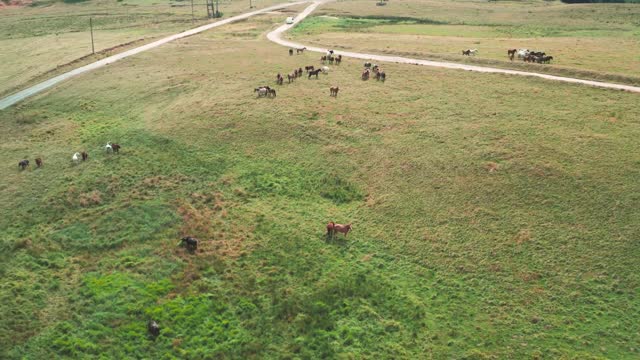 Relaxing, Soothing, Stress Relief Wild Horses