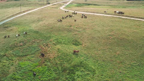 Relaxing, Soothing, Stress Relief Wild Horses