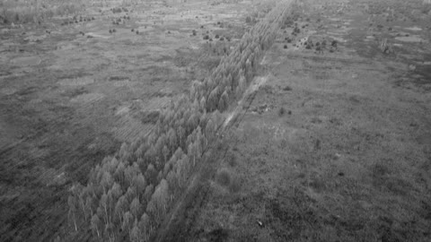 Ananova - Rare Wild Horses Thrive In Chernobyl With No Humans