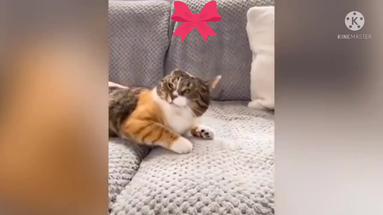 Cat shocked🐈 funny video😂 Animal lover its so funny 😂😂you must see this video