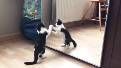 Funniest cat and mirror reaction !!!!