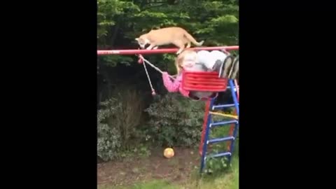 Cat and dog funny moments