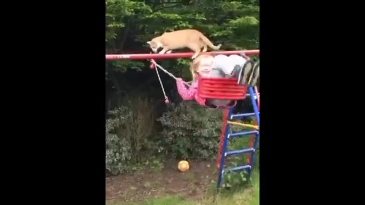 Cat and dog funny moments