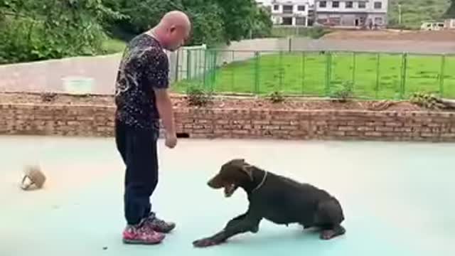 There is no such thing as bad dogs only bad owners