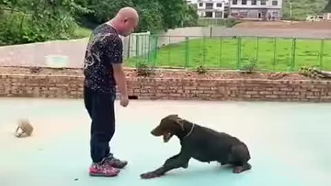 There is no such thing as bad dogs only bad owners