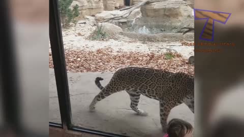 FORGET CATS Funny KIDS vs ZOO ANIMALS are WAY FUNNIER TRY NOT TO LAUGH