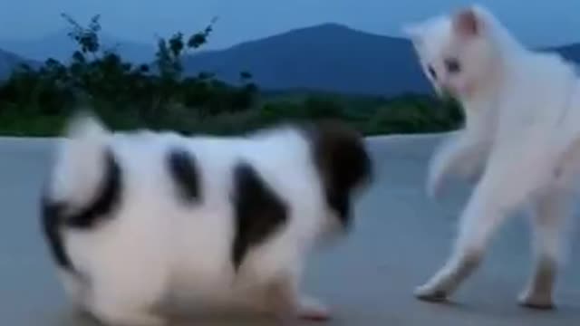 Cute cat vs cute Dog