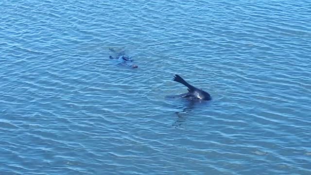 New Zealand Fur Seal frolicking at the Murray mouth