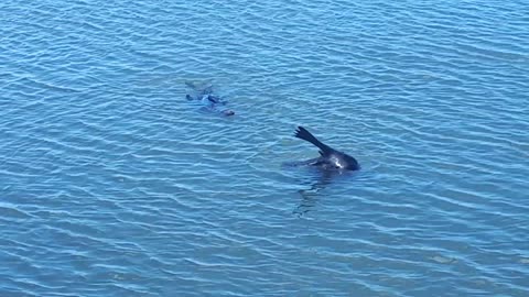 New Zealand Fur Seal frolicking at the Murray mouth