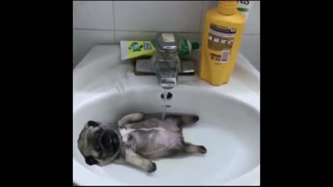 puppy takes a bath in the sink