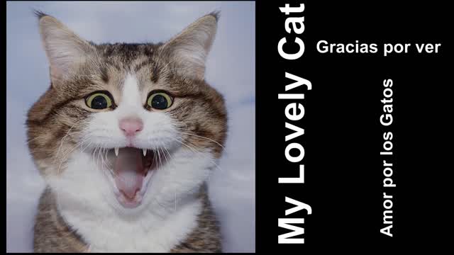 Videos graciosos de gatos que no te los puedes perder!!!