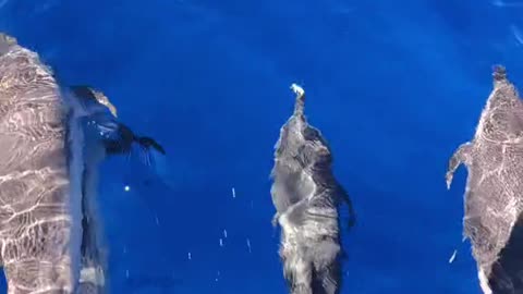 Dolphins swimming in front of boat in Hawaii