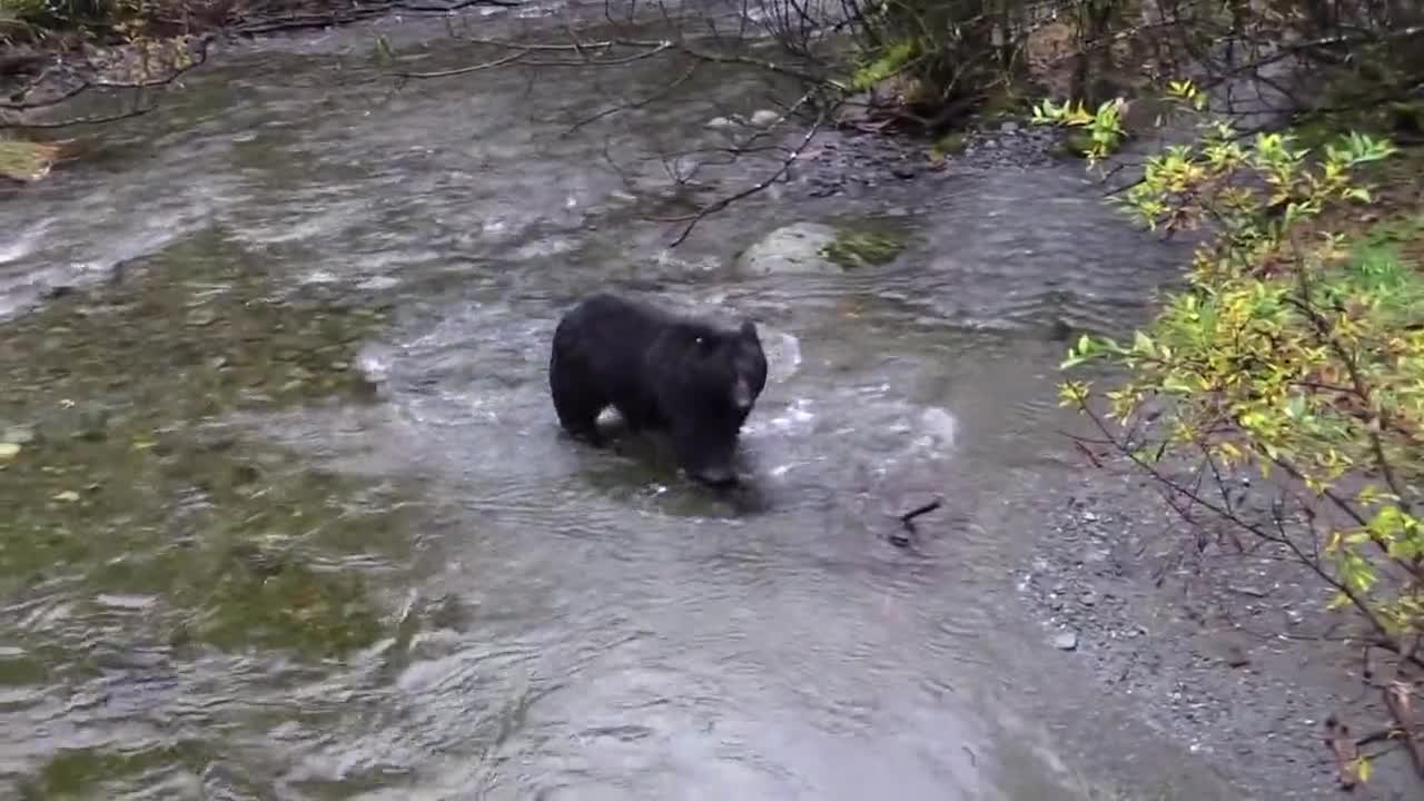 Lazy bear looking for food in the pound make a laugh