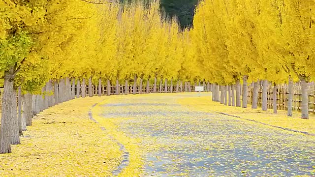 Leaves turn yellow