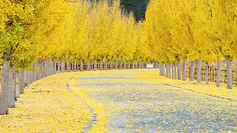 Leaves turn yellow