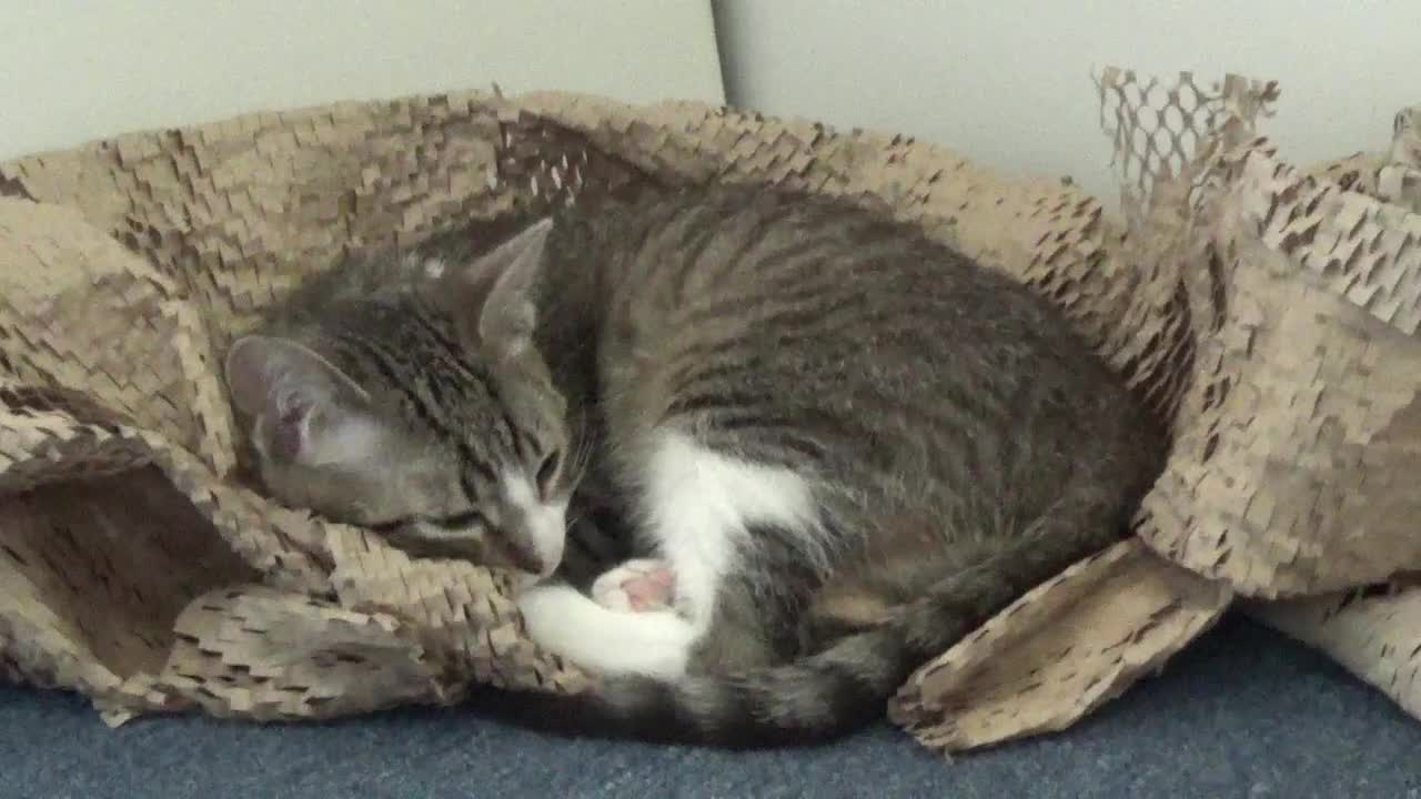 Kitten Likes the Wrapping Paper of the Blanket Not the Blanket