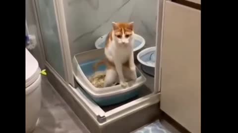 funny playing cat