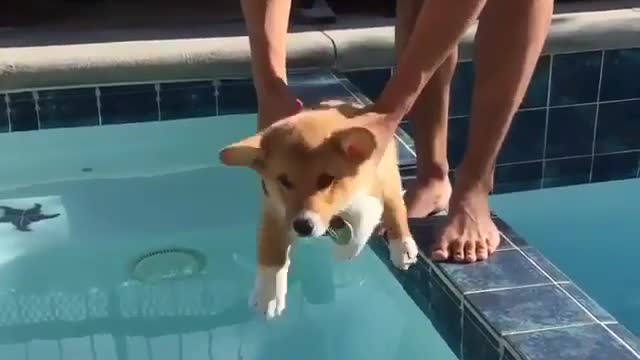 Funny Dog Videos 2021 It's time to LAUGH with Dog's life217