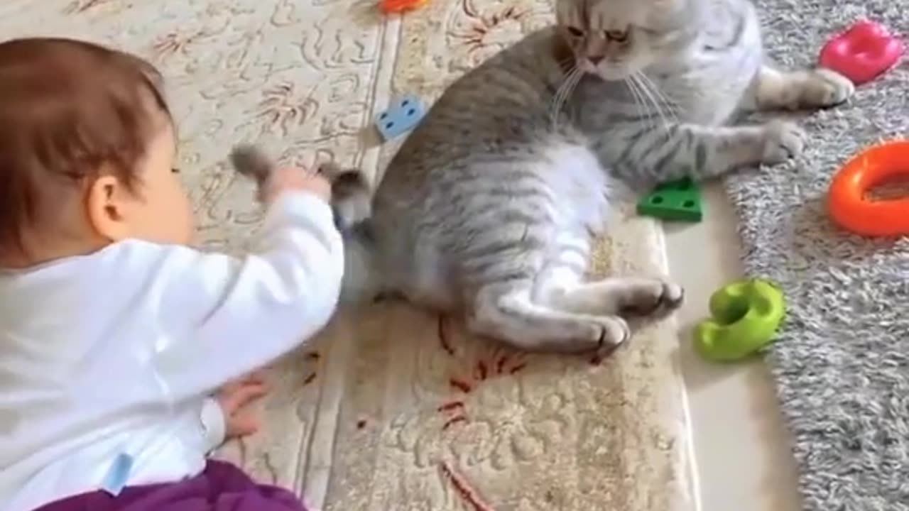 What a fight cat vs babies **Very funny video😍😺**