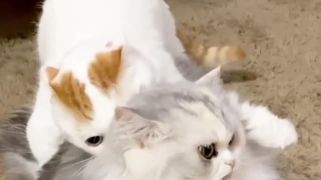 snake and cat playing video / new most viewd cat video