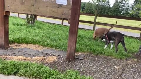 German Shepherd Attacks Pitbull [OFF LEASH DOG PARK]