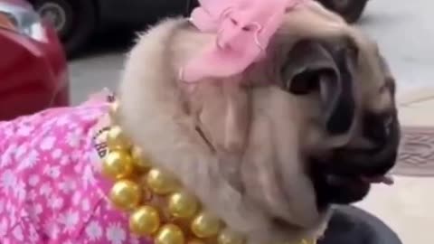 Funny Cute dog brings smile4you