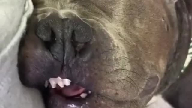 Snoring Dog Funny Animal Videos 2021