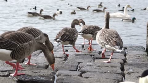 group different kind of ducks walking around lake in snowing day slow motion