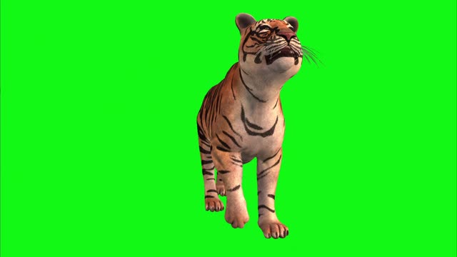 Tiger spinning on green background