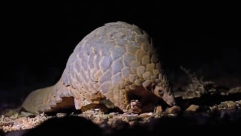 10 most important facts about Pangolins