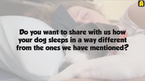 What Your Dog's Sleeping Position Reveals About Their Personality, Health and Character