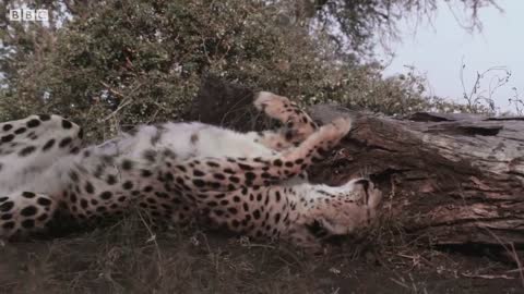 Cheetahs are Incredible Predators! | Wild Files with Maddie Moate | BBC Earth