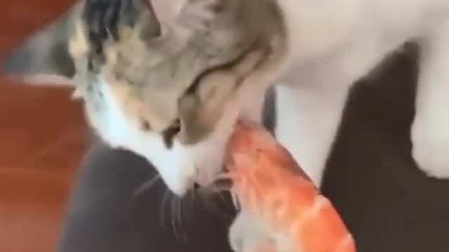 Funny Cats 🤣🤣🤣!!! | #cats