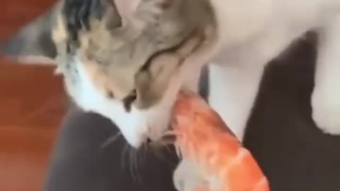 Funny Cats 🤣🤣🤣!!! | #cats