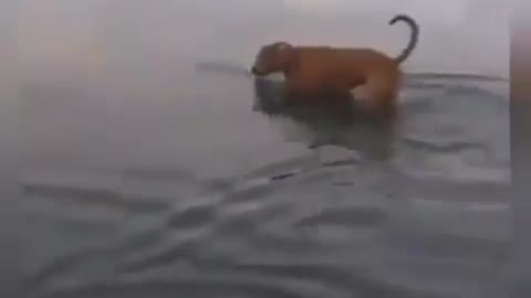 Best Funny Animal Videos 2022 😺 Funny Dog Videos 2022 😁 Funniest Dog Videos 😁😇
