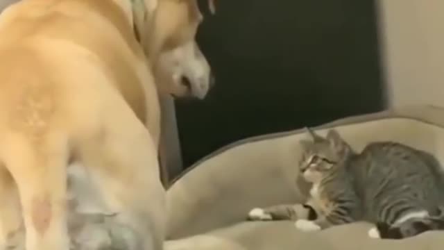 The funniest cats😹do not try to contain laughter😹the life of the funniest kittens
