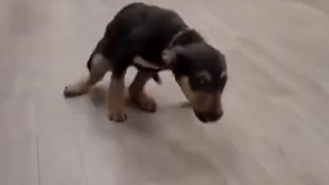 Puppy cuddles with baby chick 🥹