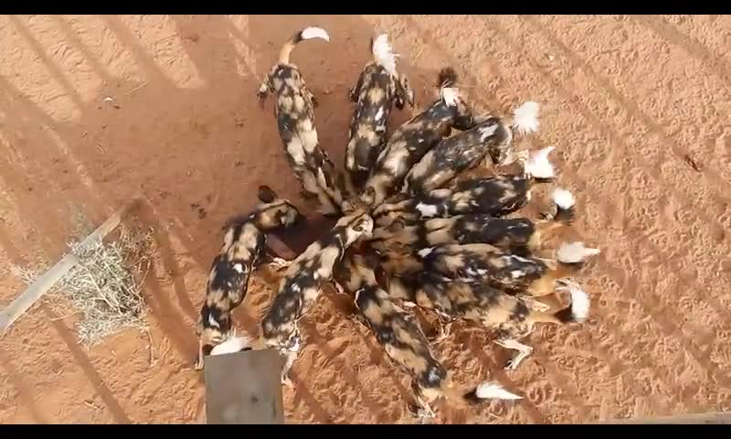 Feeding African wild dogs