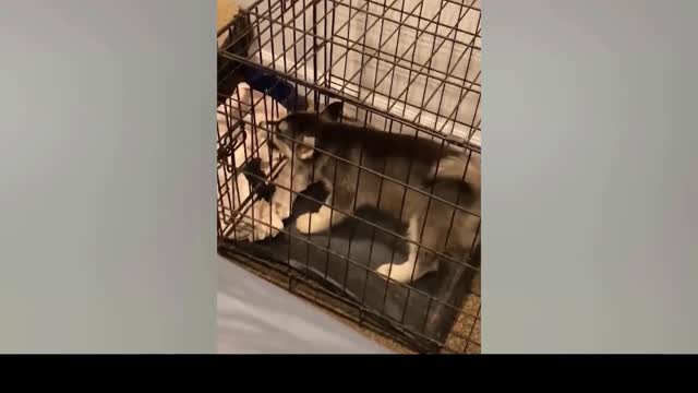 Funny dog video