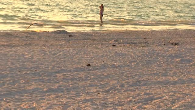 Birds On Beach Stock Video