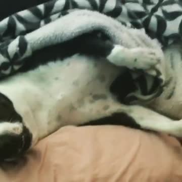 Oh I’m sorry Bruno! Did I wake you? Sleepy Pitbull