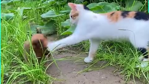 Cat Vs Dog