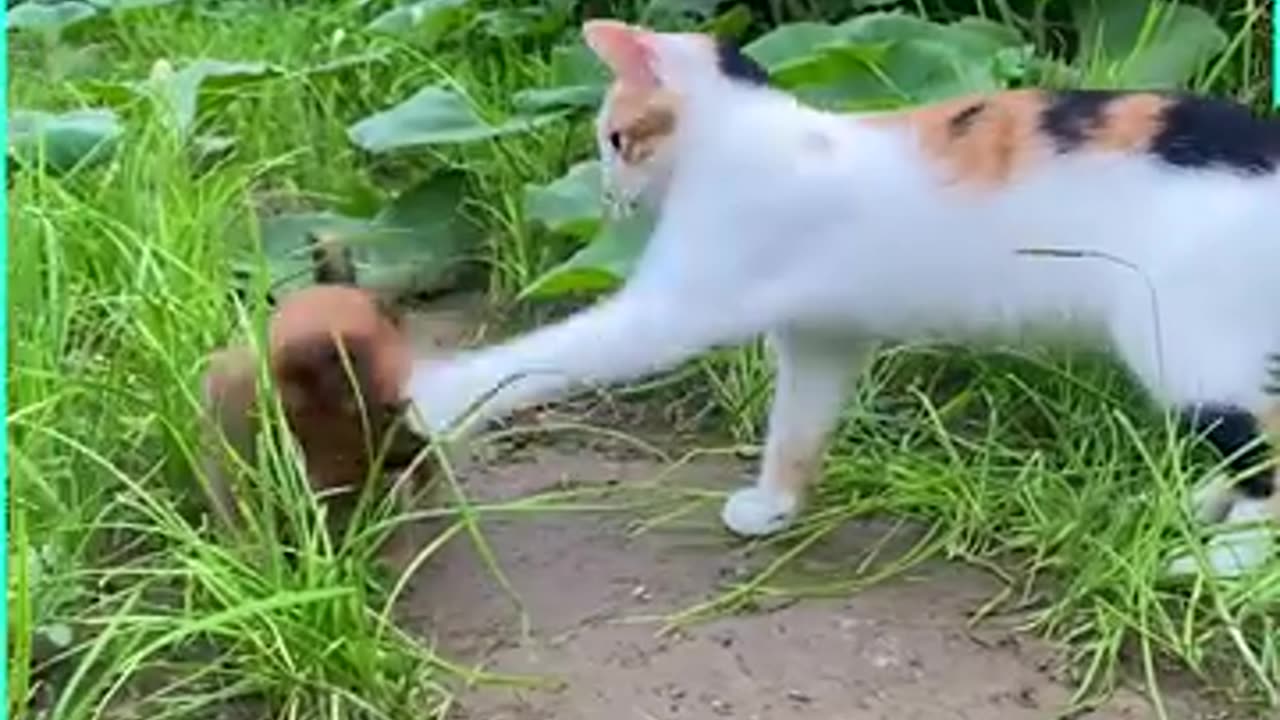 Cat Vs Dog