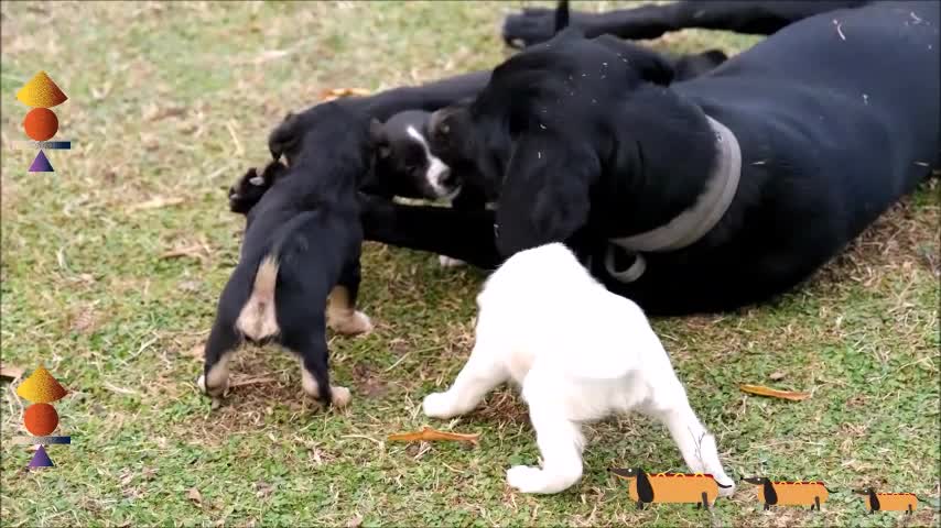 Dog playing with puppies in the garden