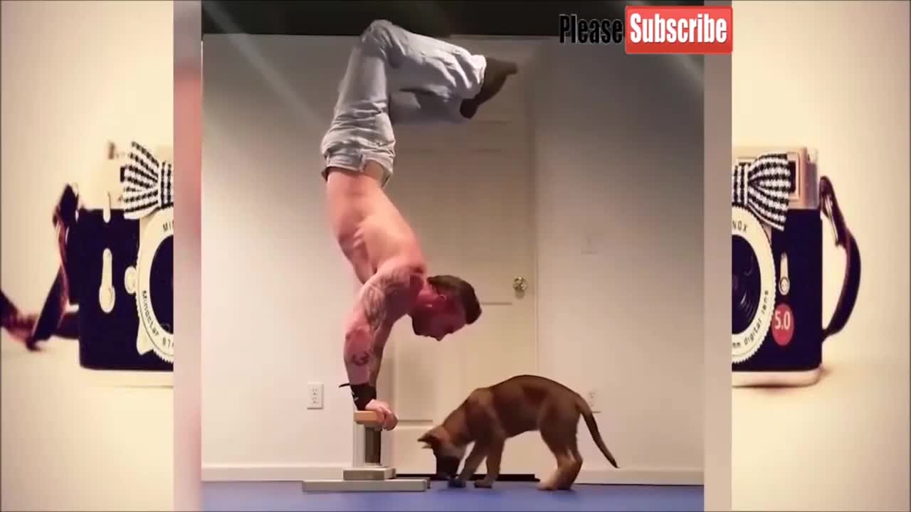 Compilation von süssen Katzen, Hunden und anderen Tieren.