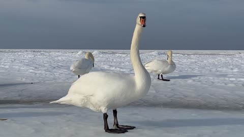 Bevy of White Swans on Snowy Fieldv