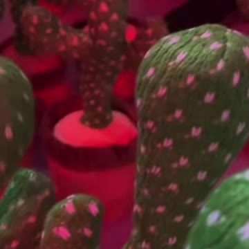 Put a thousand cactus games in a room. Look at the result.